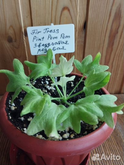 Пеларгония сортовая (Герань)