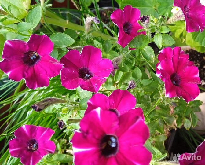 Рассада цветов