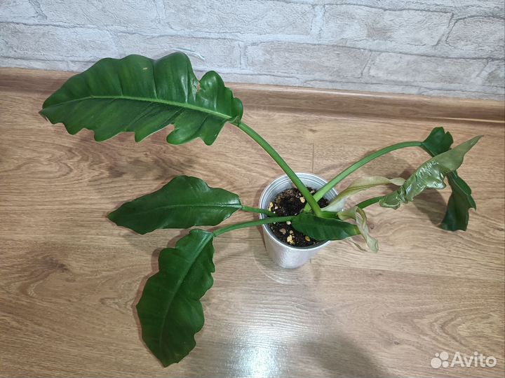 Филодендрон нарроу эскейп