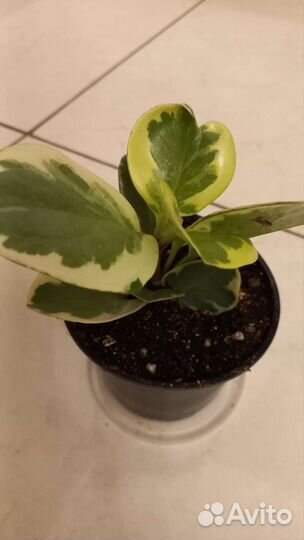 Комнатные растения