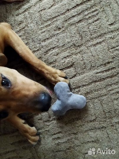 Игрушки для собак-сюрикен