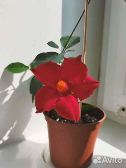 Дипладения / мандевилла