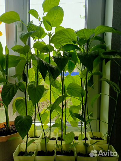 Перец болгарский рассада