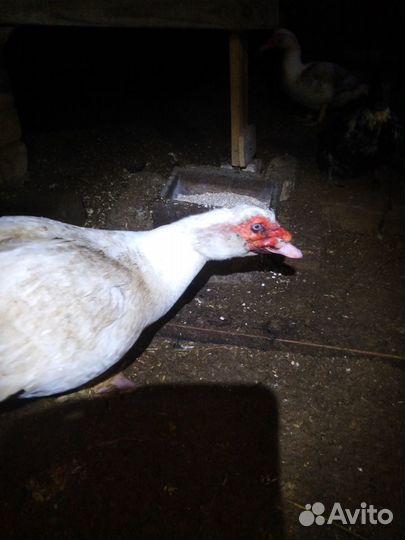 Индоутята и Индоутки