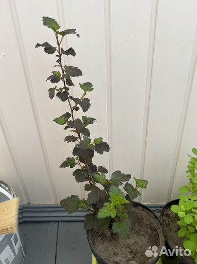 Кустарники для сада