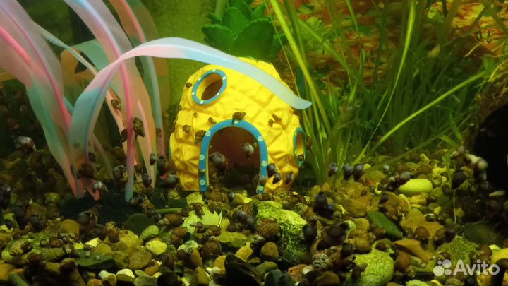 Аквариумные рыбки гуппи и улики