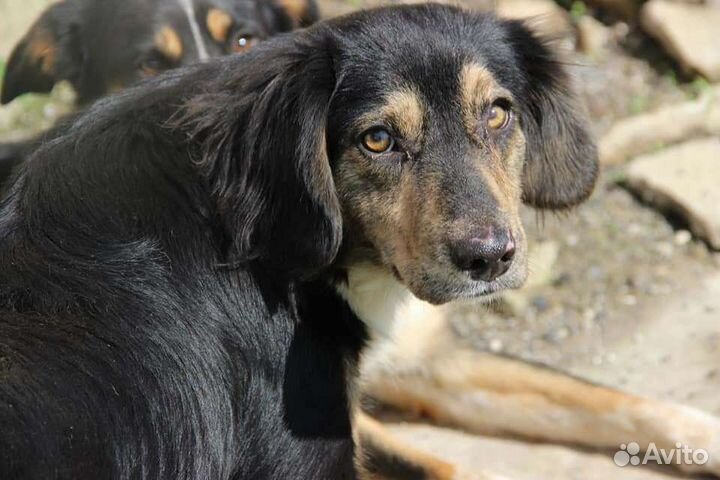 Собака в добрые руки