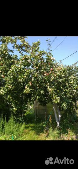 Яблочный сок, кабачки и яблоки