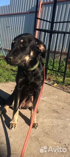 Щенок 7 месяцев