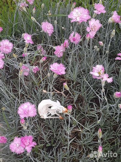 Череп птицы