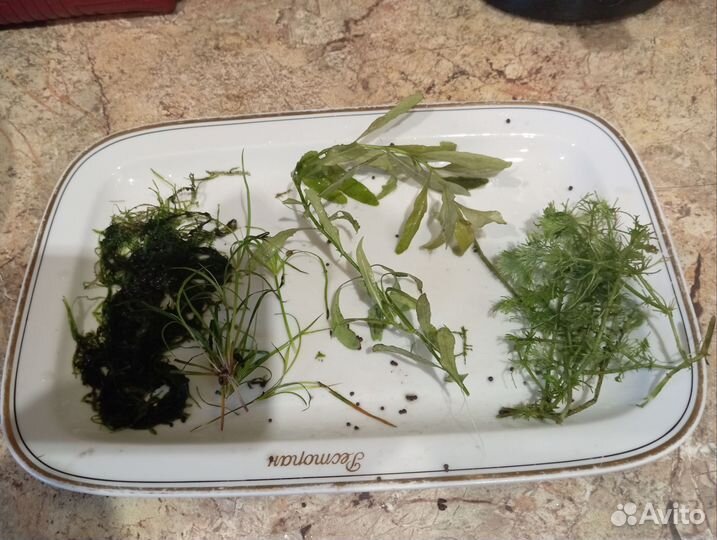 Водные растения для аквариума