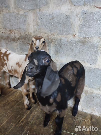 Англо-нубийские козлята