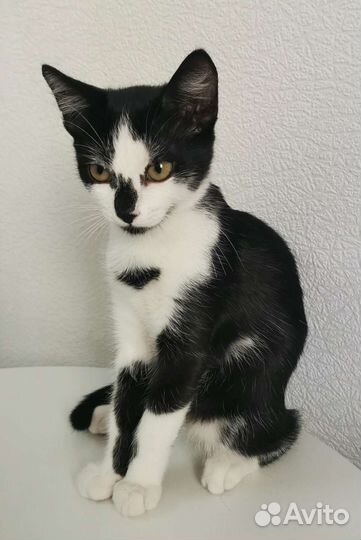 Котенок девочка ждёт семью