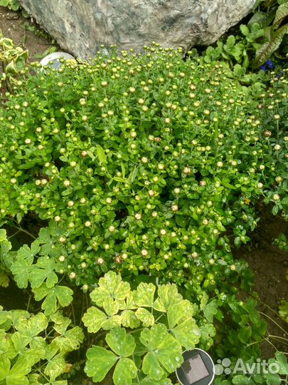 Пальма.Дубок шаровидный.Колокольчик почвопокровный