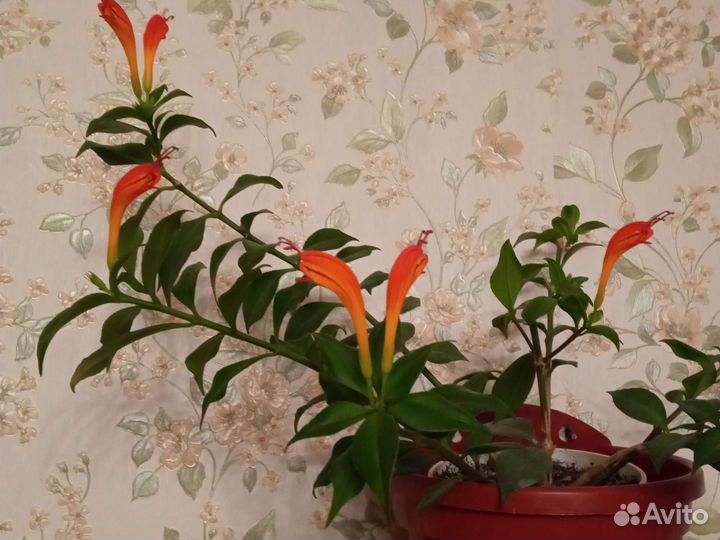 Эсхинантус жар птица