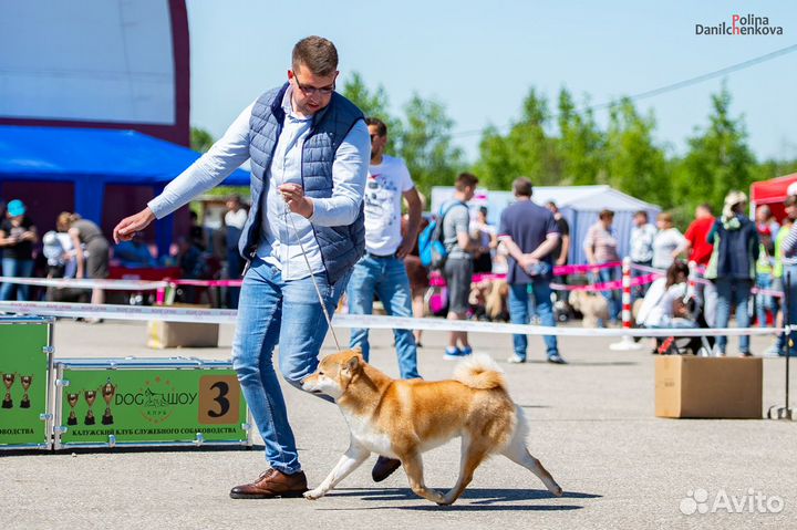 Кобель сиба-ину для вязки