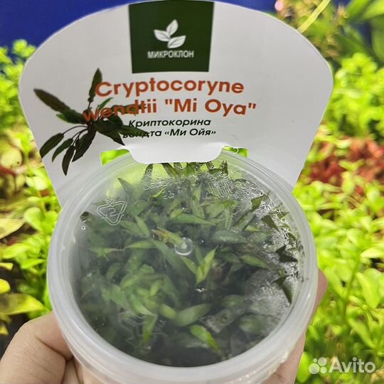 Криптокорина Вендта Ми Ойя (Cryptocoryne wendtii