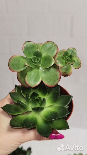 Суккуленты, эчеверия Миранда