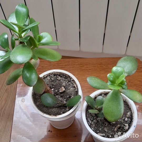 Денежное дерево