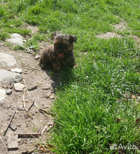 Йоркширский терьер мини