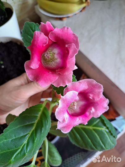 Глоксиния, Тидея, Огонёк