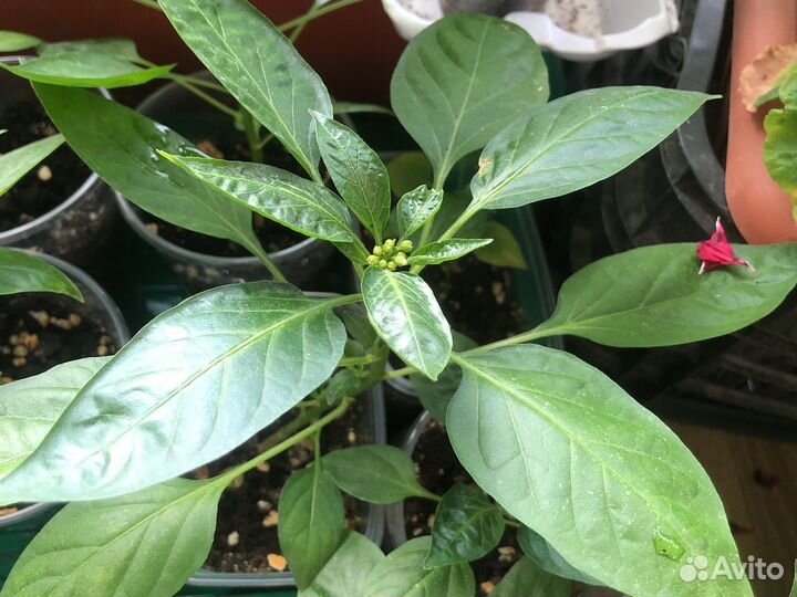 Перчик декоративный острый