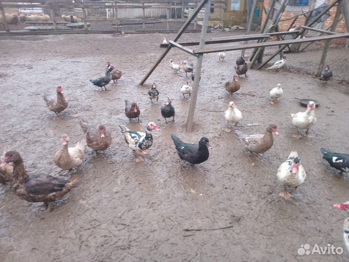 Домашние утки