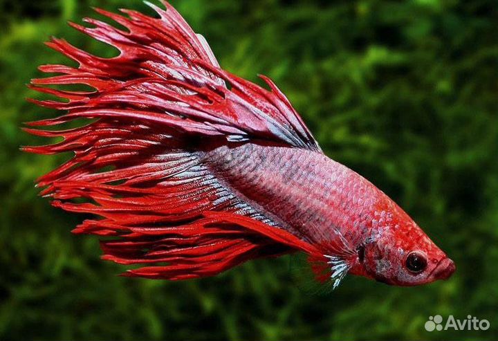 Петушок. Коронохвостый, Халфмун, Плакат. Самки