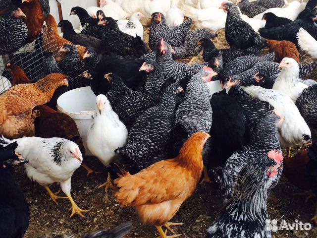 Куры Несушки Доменанты 4.5месяца