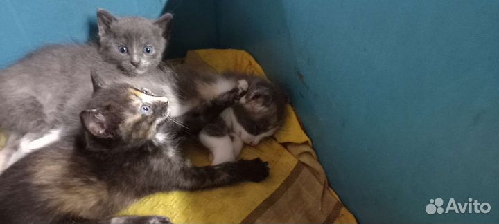 Котята в добрые руки