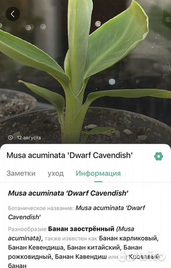 Пальма бананова