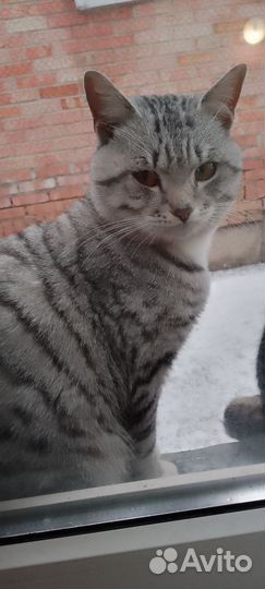 Отдам бесплатно в добрые руки