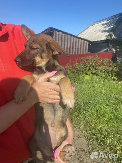 Щенки бесплатно