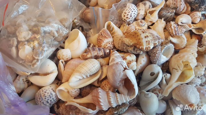 Ракушки морские