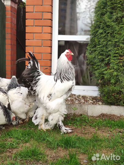 Куры петухи брама кохенхин палевый