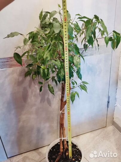 Фикусы бенджамина Экзотика взрослый, Ретуза Грин