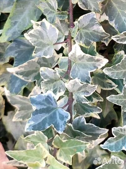 Черенки сортовых плющей