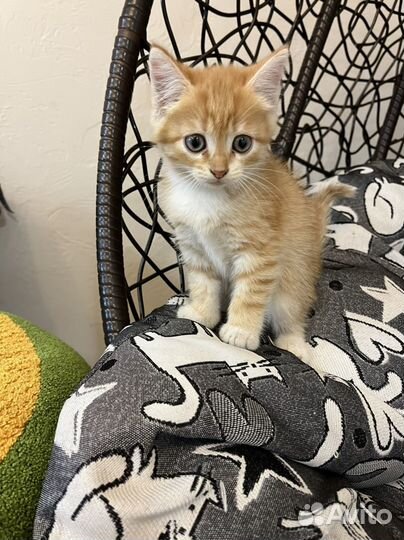 Котята в добрые руки даром