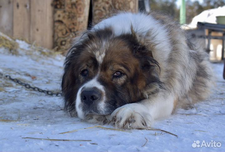 Московская сторожевая