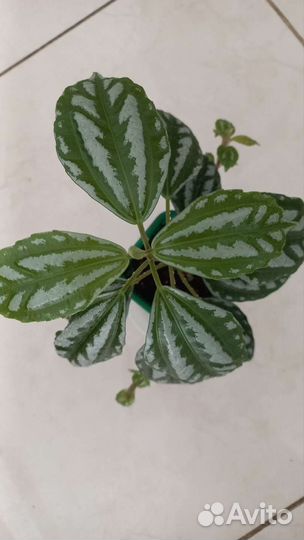 Пилея Кадье