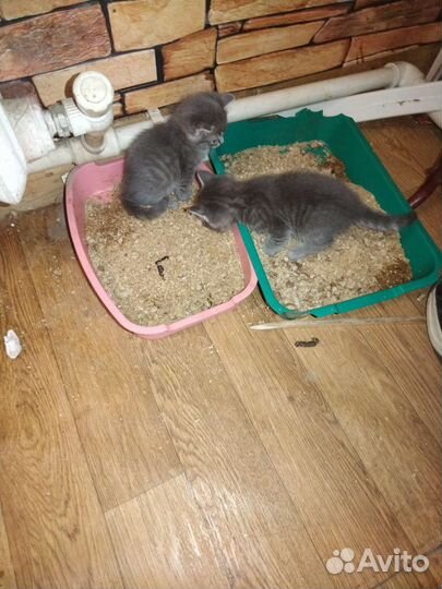 Котята в добрые руки бесплатно