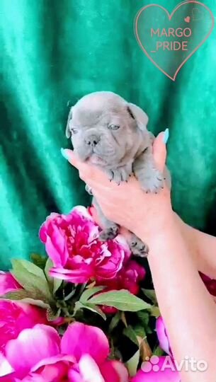 Французский бульдог лиловая девочка