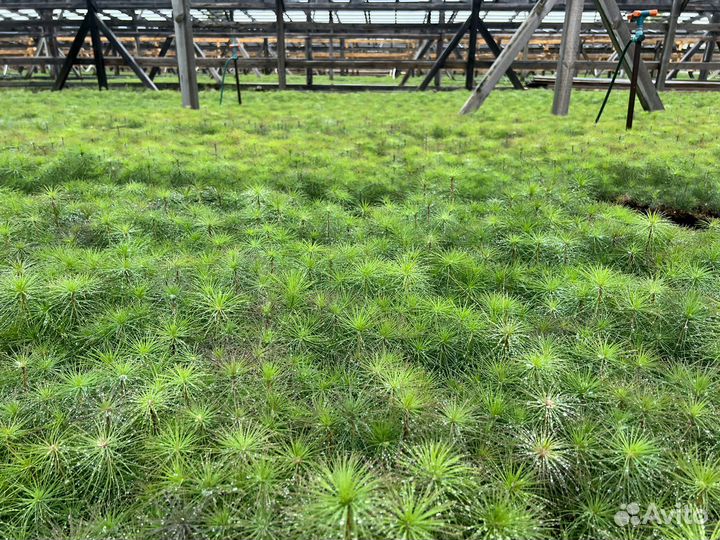 Сосна с окс сеянцы саженцы лесовосстановления