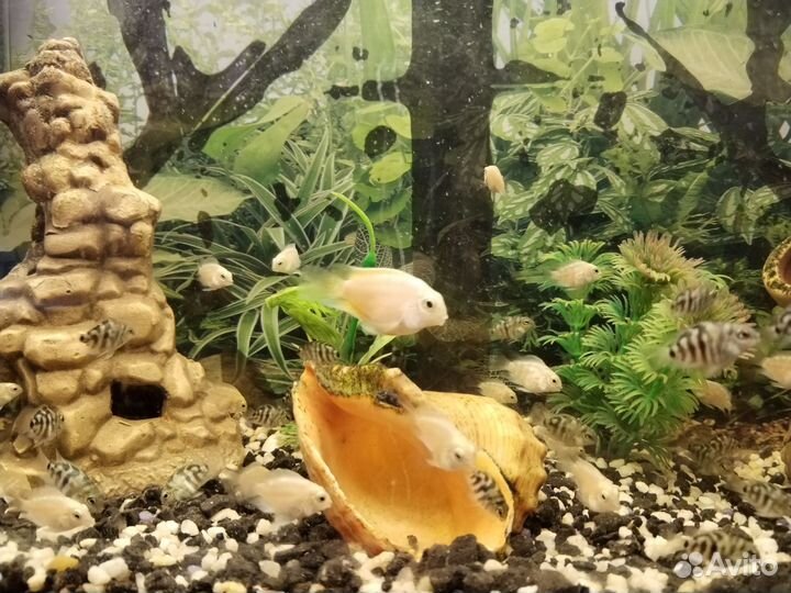 Аквариумные рыбки