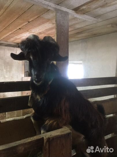 Вязка продажа