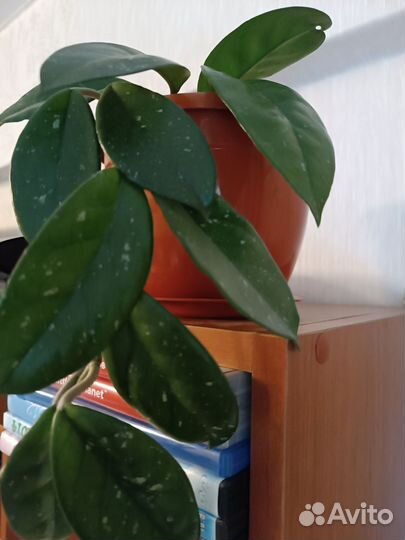 Берëзка, хойя