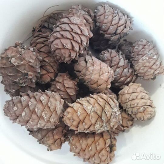 Продать кедровую шишку