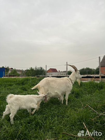 Коза и козлята