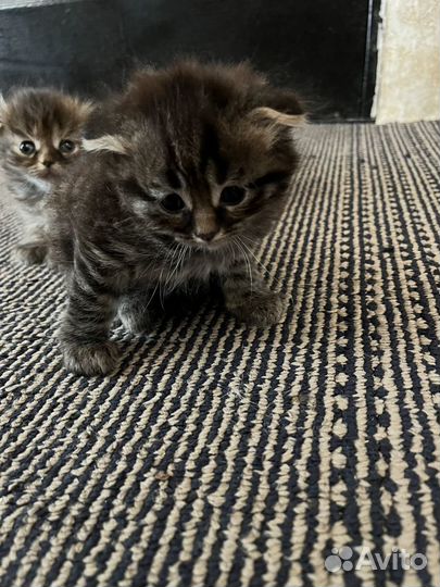 Шотландская