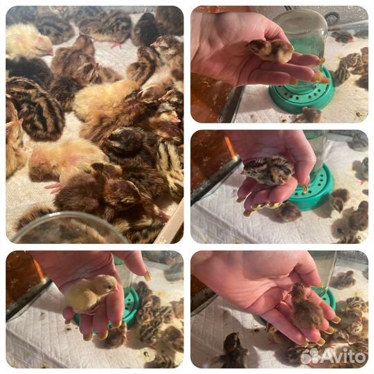 Селадон перепела, голубое яйцо